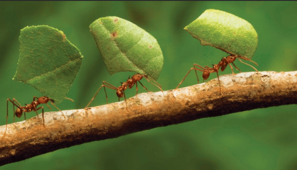 Potężne akcje ARI Motors wchodzą na giełdę!